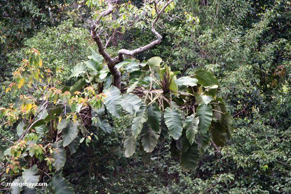 キャノピーの空気の植物の熱帯雨林