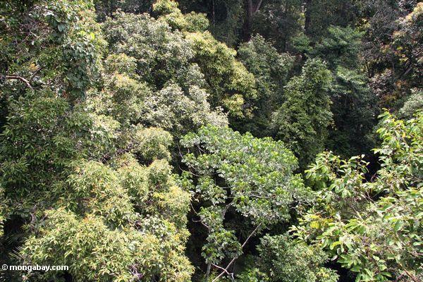 Treetops im rainforest überdachung