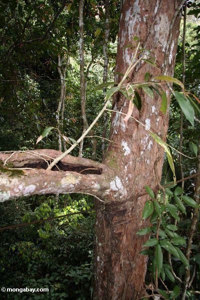 Seedling que sprouting fora da cavidade da árvore no dossel o mais rainforest