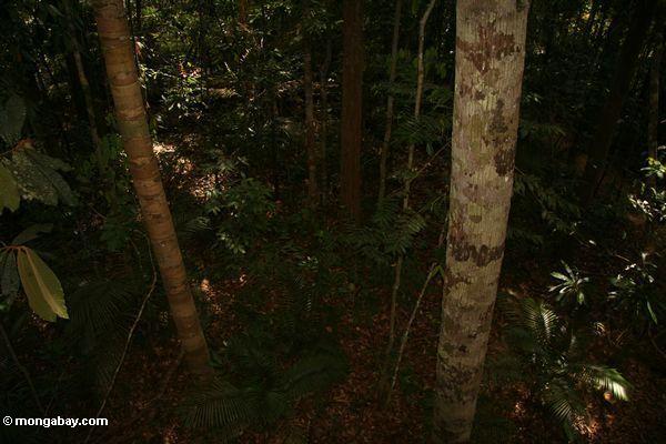 A luz muito pequena penetra o dossel, saindo do assoalho da floresta é um lugar escuro nos rainforests