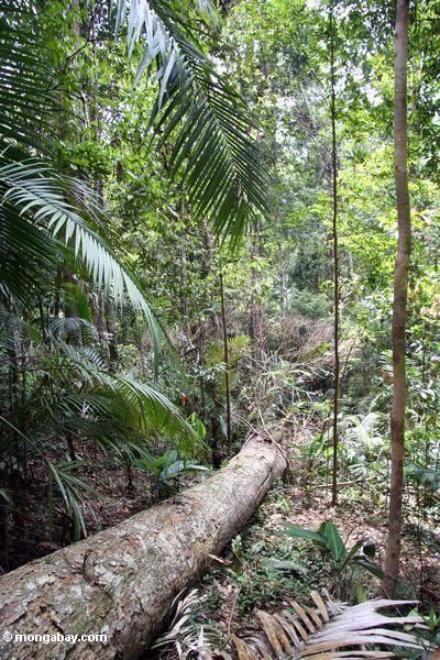 Baumfall in den malaysischen rainforest