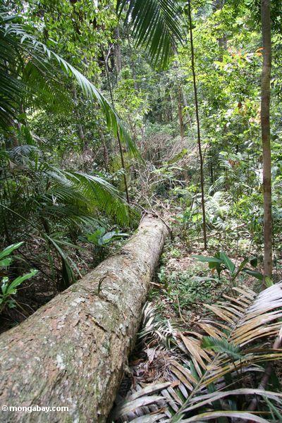 Baumfall in den malaysischen Regenwald