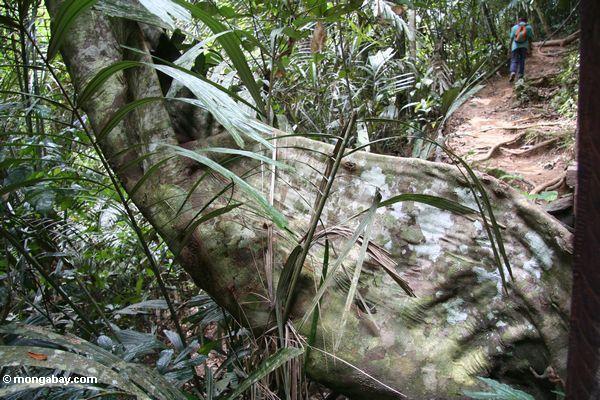 Verdrehte Strebepfeilerwurzeln eines rainforest Baum