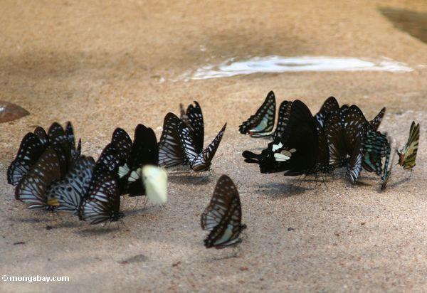 Bunte Schmetterlinge, die auf Mineralien auf einem Flußstrand Taman