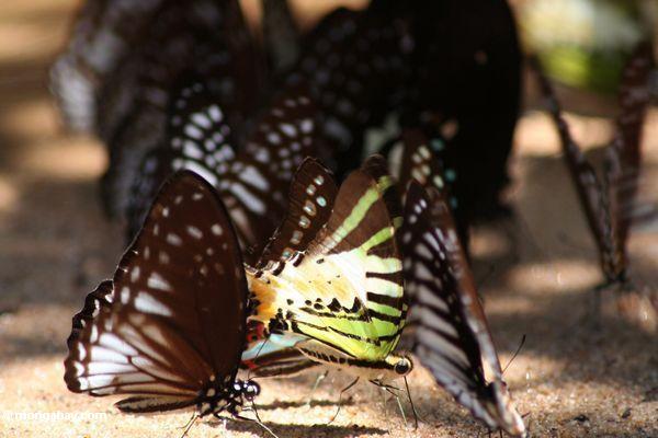 красочных бабочек питания на полезные ископаемые на речной пляж