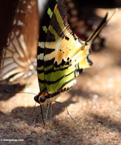 Papillons colorés alimentant sur des minerais sur une plage de fleuve