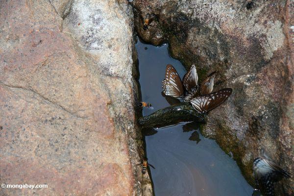 水たまりの周りに色鮮やかな蝶ミネラル栄養