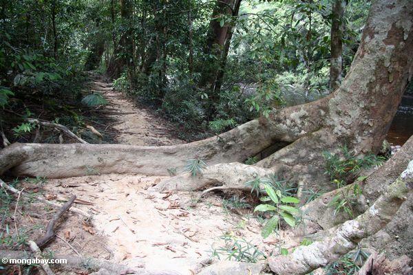 長い熱帯雨林の木の板根