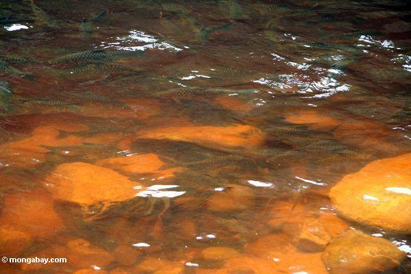 Felsen tambroides und Puntius schwanefeldii in ihrem natürlichen Lebensraum im blackwater Tahan Fluß