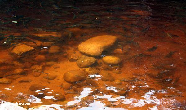 Felsen tambroides und Puntius schwanefeldii in ihrem natürlichen Lebensraum im blackwater Tahan Fluß