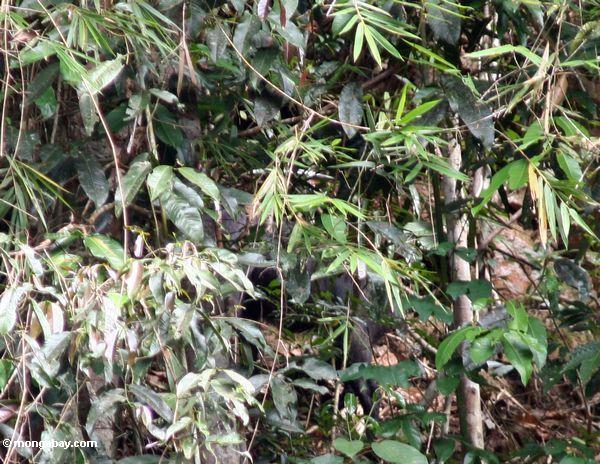 Serow oder Kambing gurun (Capricornis sumatrensis) versteckt Vegetation