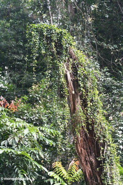 Reben, die einen Baumstumpf entlang dem Tahan Fluß Taman
