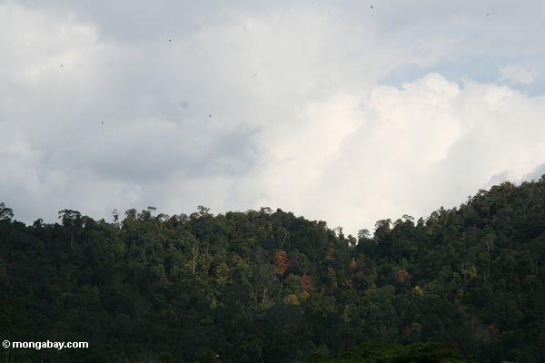 Regenwald Taman Negara des Nationalpark