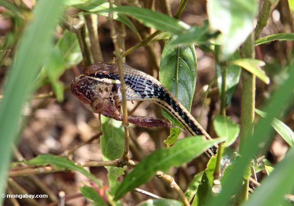 Gemeine Bronzeback (Dendrelaphis pictus) Schlange, die einen Frosch Taman