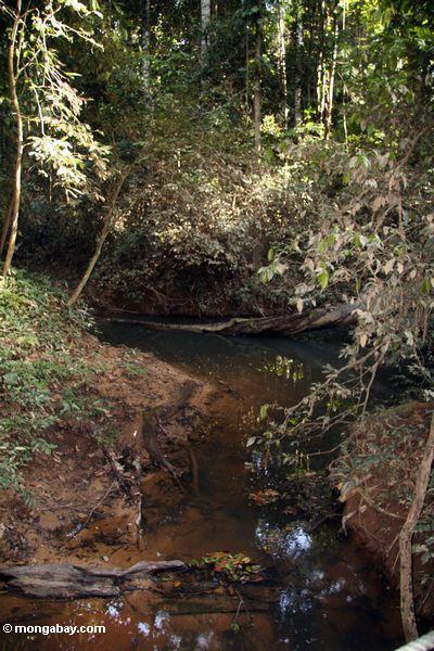 Blackwater Nebenfluß im Regenwald