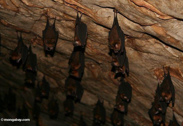 das Insekt-Essen schlägt in einer limstone Höhle Malaysia