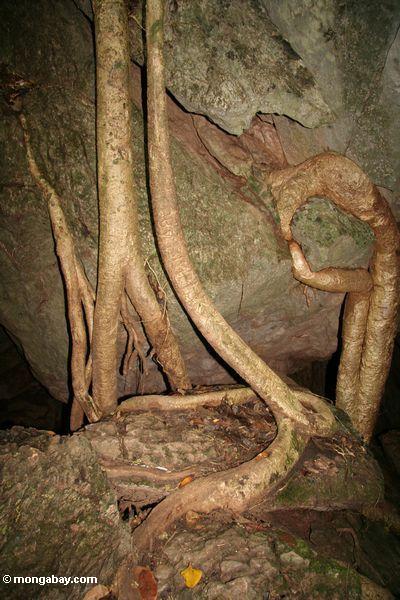Baum verwurzelt das Wachsen durch die Decke eines Höhle