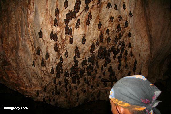 昆虫の植民地のマレーシアでのlimstone洞窟でコウモリを食べる