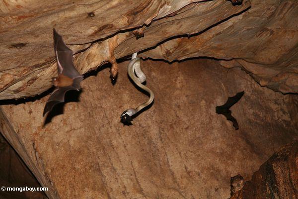 洞窟のネズミヘビ（ elaphe taeniura ridleyi ）のフライトではバットを奪って、それを食べる