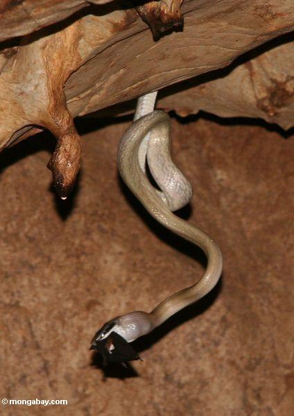 Wohnung Ratsnake (Elaphe taeniura ridleyi) aushöhlen einen Hieb im Flug ergreifend und ihn essend