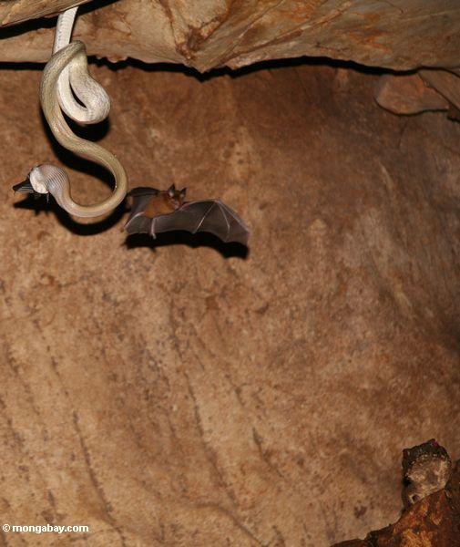 けっきょネズミヘビ（ elaphe taeniura ridleyi ）が別の一匹のハエとしてバットを食べる