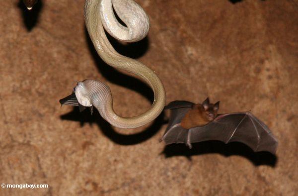 Desabar a serpente da moradia (ridleyi do taeniura de Elaphe) que come um bastão como outra voa perto