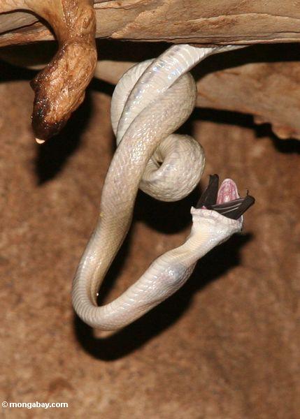 Ratsnake (Elaphe taeniura ridleyi) aushöhlen einen Hieb Taman