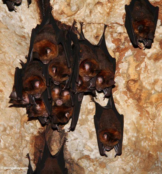 バットマレーシアでは石灰岩の洞窟の天井からぶら下がっ