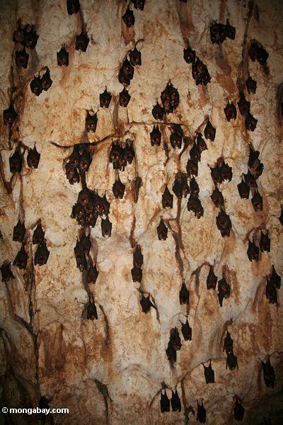 Kolonie der Hiebe, die von der Decke einer Kalksteinhöhle Malaysia Taman