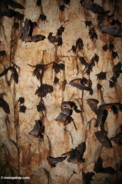 コウモリは、マレーシアで飛行して鍾乳洞の植民地