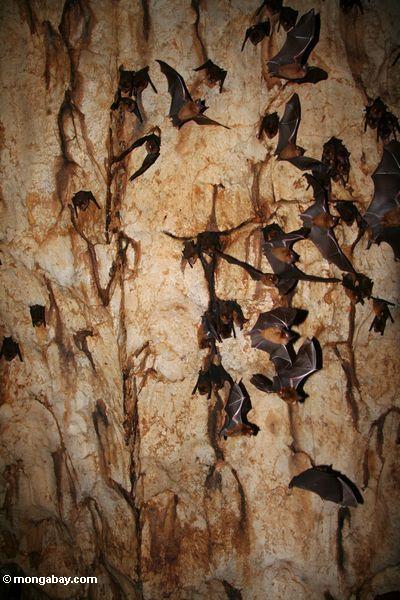 Colônia dos bastões que fazem exame do vôo do teto de uma caverna da pedra calcária em Malaysia
