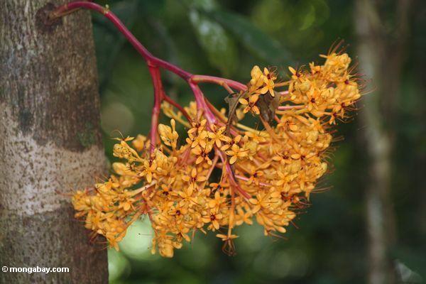 Heller orange cauliflorous Blumen (nahes hohes)
