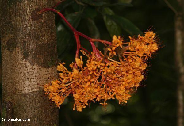 明るいオレンジ色の花を茎生花をつけるの熱帯雨林の木の幹の成長