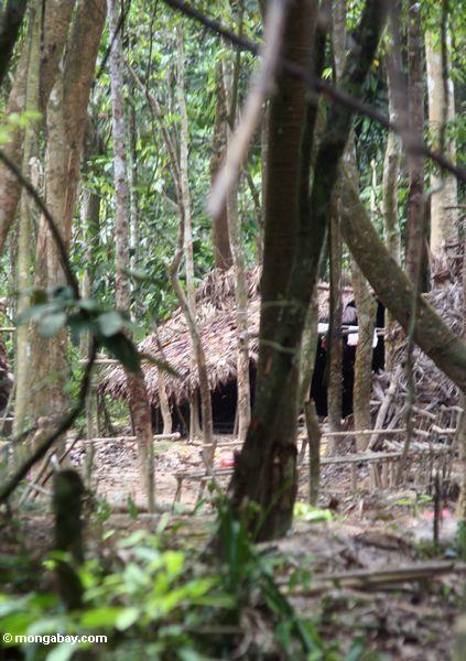 Estabelecimento do asli de Orang no mais rainforest