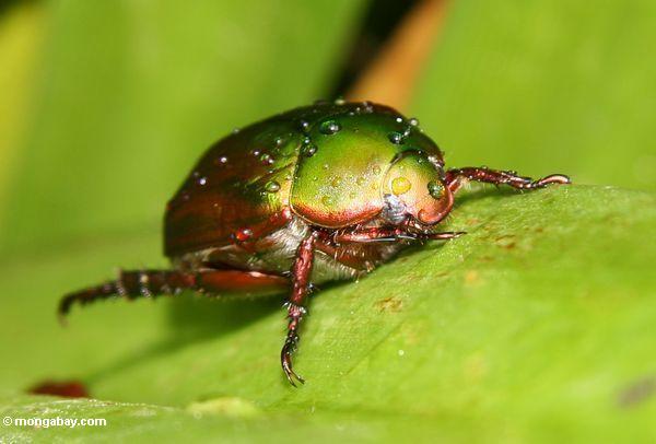 Verde, amarelo metálicos, e cobre coloriram o besouro