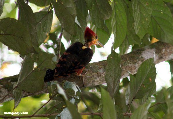 Woodpecker Alaranjado-suportado (validus de Reinwardtipicus)