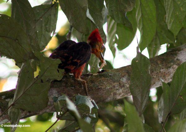 Woodpecker Alaranjado-suportado (validus de Reinwardtipicus) que come um sem-fim/larvas do grub/inseto