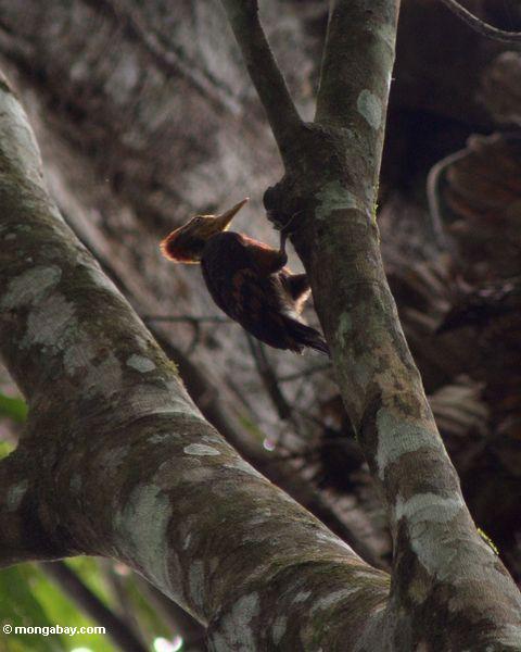 Woodpecker Alaranjado-suportado (validus de Reinwardtipicus) no dossel de floresta