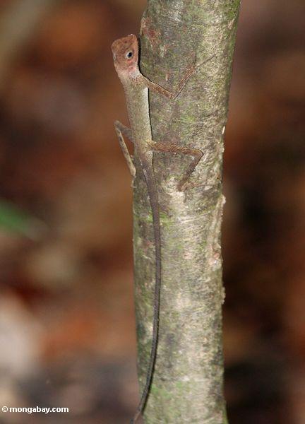 マレーシアのジャングルで青い目をした森のトカゲ、緑褐色の体