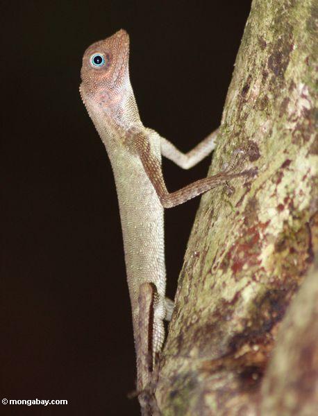 lagarto Azul-eyed em o mais rainforest Malaysian