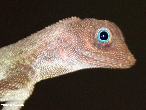 O fim acima no lagarto com olhos azuis encontrou no mais rainforest Malaysian