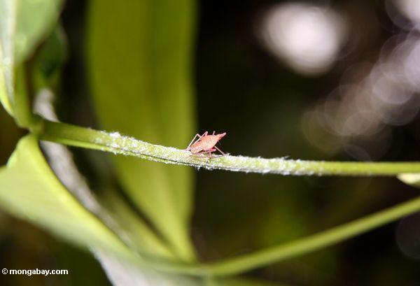 Kleines rötliches Insekt, das scheint, etwas mit weißem klebrigem Material auf dem Stamm eines Blatt Taman