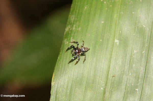 マレーシアの森の中に小さなクモ