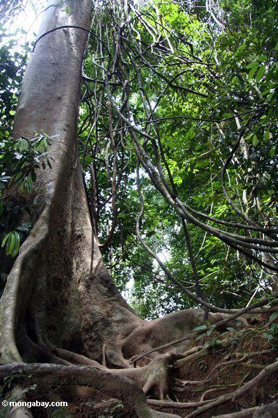 Os lianas Tangled (videiras) que penduram de uma árvore do dossel com contraforte enraizam