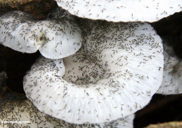 Swarming preto minúsculo dos insetos em um cogumelo branco