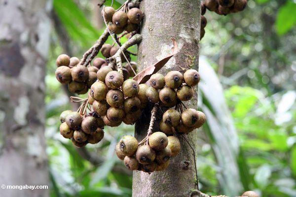 茶色緑色の茎生花をつける果実は、熱帯雨林の木の幹の成長