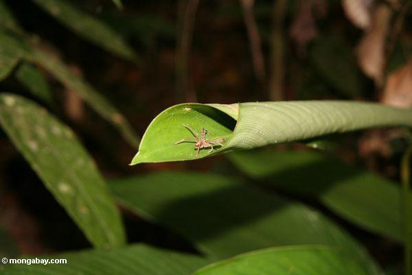 熱帯雨林は、植物の葉クモが巣を構築してきた圧延