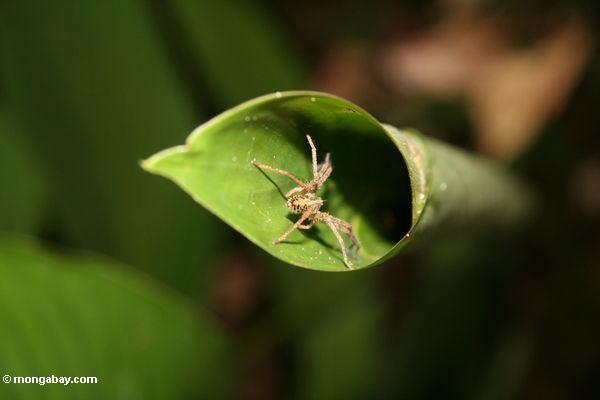джунгли паук, который построил гнездо в скользящей heliconia лист