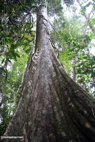 Étayer les racines d'un arbre géant de verrière de forêt tropicale