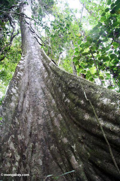 Suportar raizes de uma árvore do dossel de floresta da chuva